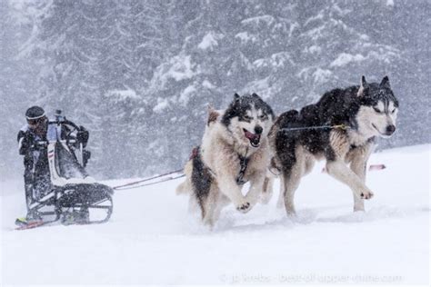 Les chiens de traineaux sont emblématique du grand nord. Chien De Traineaux Schnepfenried : Chiens De Traineaux Chapelle Abondance Hiver : Read reviews ...