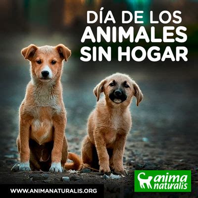 29 de abril de 2020. Día Internacional del Animal Sin Hogar | AnimaNaturalis