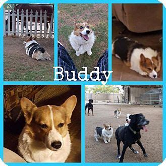 He is very thick and… arizona › phoenix. Phoenix, AZ - Corgi. Meet Buddy, a dog for adoption. http ...