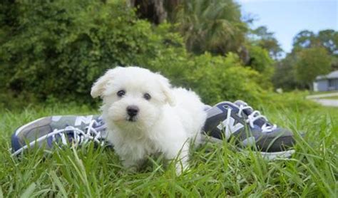 Maltese maltese in portland maltese puppy. Gorgeous teacup Maltese puppies for good home.(863) 455 ...