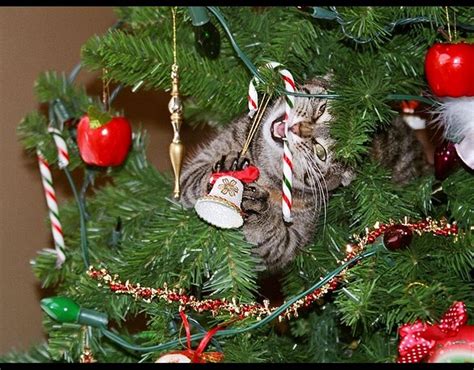 Find out what causes it and why you should schedule a visit to the veterinarian. Cat chewing candy stick on Christmas tree | When pets go ...