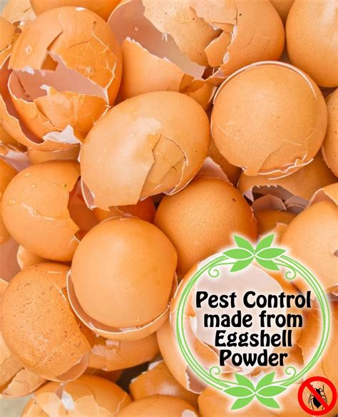 Supposedly grinding dried eggshells with a coffee grinder works to keep beetles away if you sprinkle it on leaves, and slugs away if you sprinkle it around the base of the. Pest Control Made from Eggshell Powder | Pest control ...