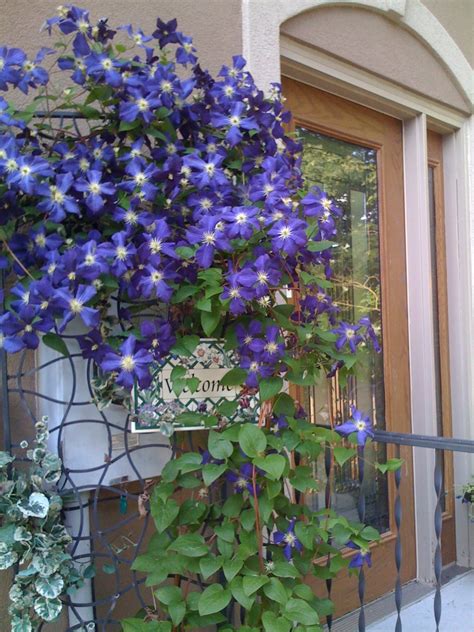We did not find results for: Most years this climatis by the back door is just georgous ...