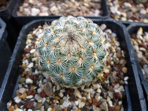 San pedro contains highly variable concentrations of mescaline, which is densest in the outermost, greenest layer of the cacti's flesh. 4328 best Cactus y suculentas images on Pinterest | Cacti ...