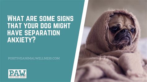 Lack of interest in food and/or water it's the rare dog that doesn't want to eat. What are some signs that your dog might have separation ...