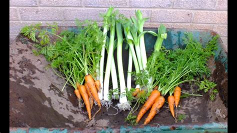 Anyone can learn organic vegetable gardening basics and soon have their own little farm in their backyard. How to grow organic vegetables, Leeks & Carrots in pots in ...