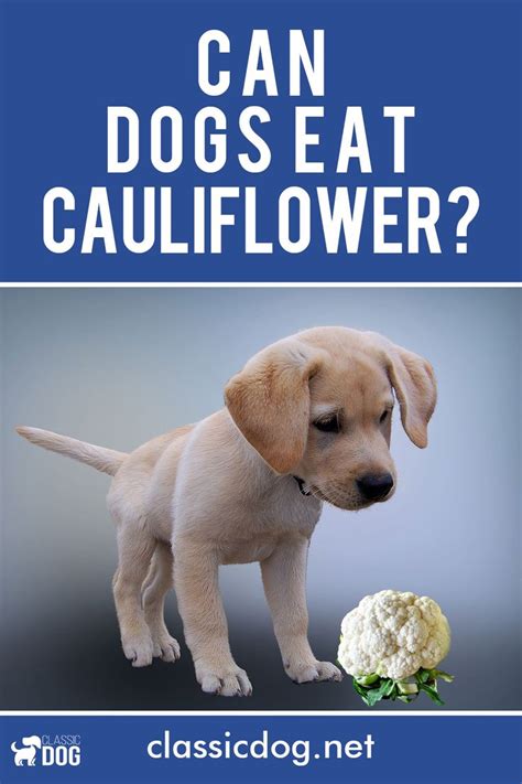 Uncooked potatoes contain a toxin that can harm dogs, and can cause bad stomach aches. Dog Food-Can My Dog Eat Cauliflower? Is Cauliflower ...