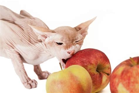 Apples are an excellent source of antioxidants and dietary fiber, but you should only feed them to your cat in small portions. Can Cats Eat Apples? | Cat-World