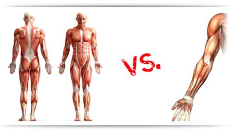 Major muscle groups of the human body. Full Body Workout vs. Split Routine In 2019: Which is Better?