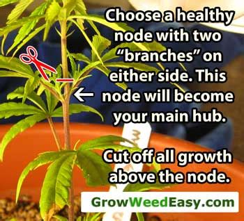 Improve efficiency of heart, lungs, and blood vessels. Main-Lining: Clone Tutorial | Grow Weed Easy