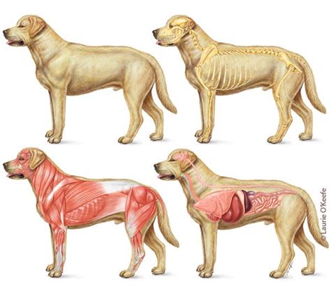 Cardiovascular system of the cat. Pin on Veterinary