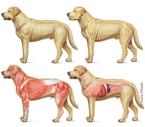 On this page, you'll learn about each of these muscles, their locations and functional anatomy. Pin on Veterinary