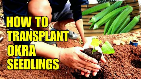 How to transplant zucchini seedlings. How to Transplant Okra Seedlings ( Lady Fingers) - YouTube