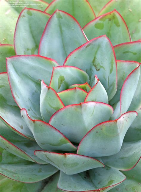 Cactus are dangerous because it has spikes on it. PlantFiles Pictures: Echeveria (Echeveria subrigida) by ...