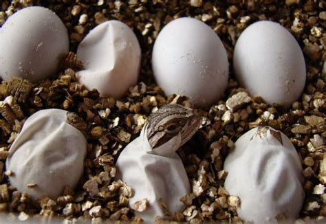 .eggs are fertile before incubation and it looked pretty straight forward but i have since incubated my pekin girls eggs. Best Bearded Dragon Incubator 2020: How to Tell if a ...