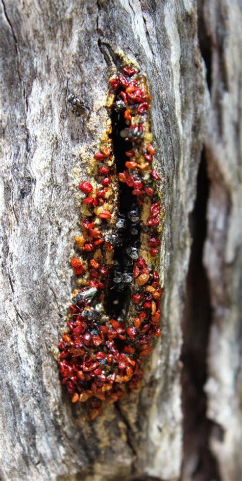 Hive & honey is back! Toowoomba Plants: What's Happening to my Native Bee Hive?