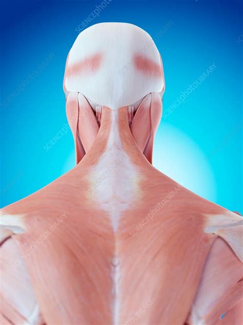 From the sides and the back of the neck, the splenius capitis inserts onto the head region, and the splenius. Human neck and back anatomy - Stock Image - F015/8169 - Science Photo Library