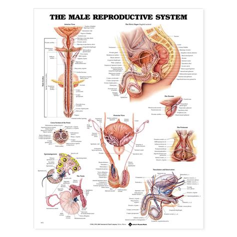 Explore the anatomy systems of the human body! The Male Reproductive System Anatomical Chart 20'' x 26''