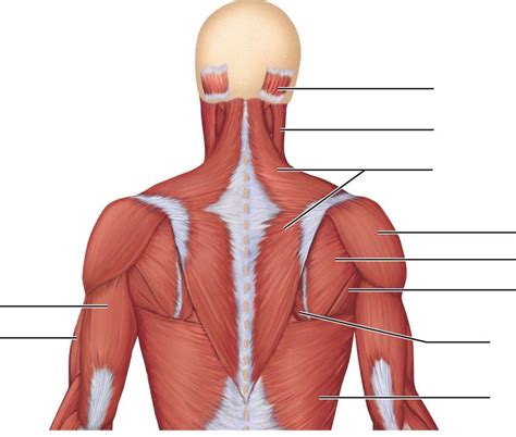Numerous muscles help stabilize the three joints of. Neck And Shoulder Muscles Diagram / Labeled Anatomy Chart Of Neck And Back Muscles On White ...