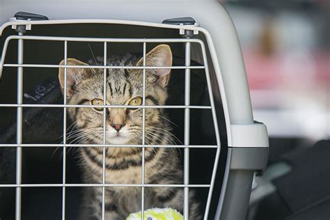 We are strong advocates of communication and will. Car Trips With Kitty: Tips For Happy Travel With Your Cat ...