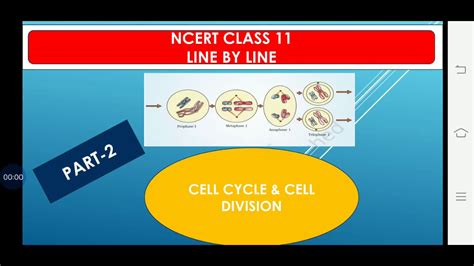 Maybe you would like to learn more about one of these? Meiosis CELL CYCLE& CELL DIVISION #NCERT - YouTube