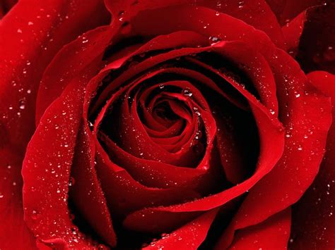 Gambar bunga mawar atau wallpaper background bunga rose warna putih kuning pink merah muda hitam ungu dan maknanya artinya foto bunga tercantik di dunia mawar berwarna cerah indah sekali. Paling Bagus 12+ Gambar Kelopak Bunga Hitam Putih - Gambar ...