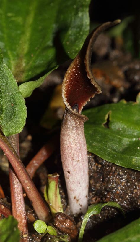 Plants from higher light will typically remain more compact with broader leaves. Cryptocoryne wendtii de Wit | Plants of the World Online ...