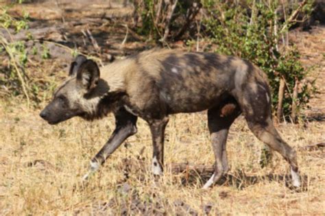 Residents of rurii ward in nyandarua county are currently casting their votes amid claims of police intimidation. Farmer counting losses after 8 wild dogs kill 18 sheep in ...