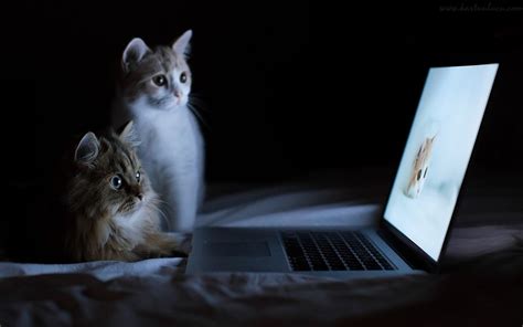 Gambar wallpaper kucing lucu banget 200019 dengan gambar foto. WALLPAPER LUCU KUCING DAN LAPTOP - Kumpulan Kartun