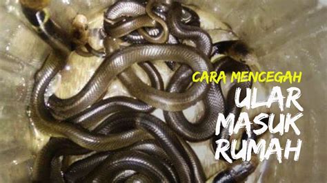We did not find results for: Marak Teror Ular Kobra, Begini Cara Cegah Ular Masuk Rumah ...