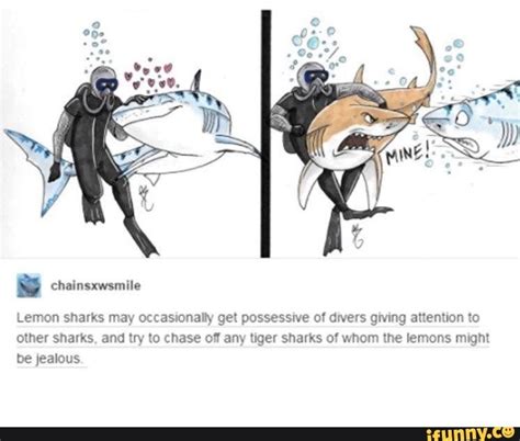 Just like most shark species, the female tigershark grows much bigger than males. Lemon sharks may occasionally get possessive of divers ...