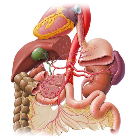 Diese ansammlung von nervengewebe im schädel bestimmt die arbeit des gesamten organismus. Lage Der Menschlichen Organe : Internal Organs - Human ...