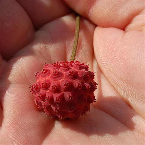 When you think of fruit, you probably think of larger fleshy fruits with seeds inside (apples, pears). Forum: Fruit Identification