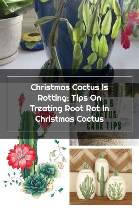 Keeping a small cactus in your home makes for a great home plant. Rotten Christmas Cactus Roots - How To Fix Holiday Cactus ...