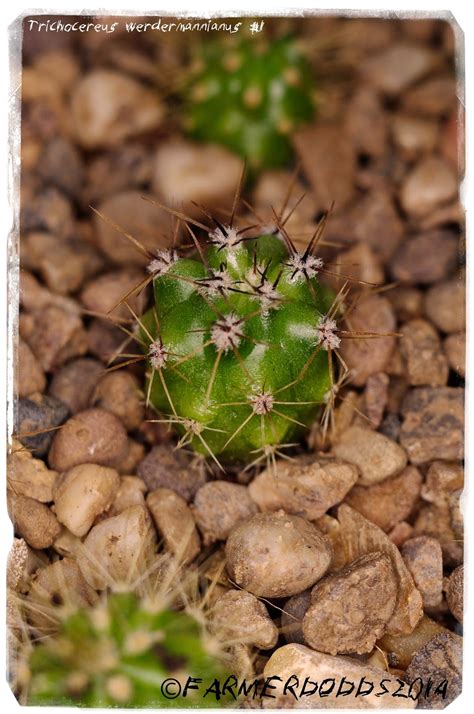 But, in addition, the san pedro cactus is a plant that can help to cleanse the body, since this alkaloid also produces in most cases vomiting and diarrhea that allow the body to cleanse of all. KYKEON PLANTS: TRICHOCEREUS 'SAN PEDRO'