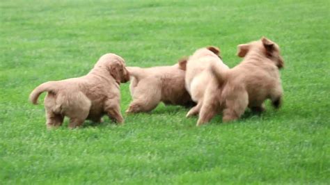 We have eleven golden retriever puppies for sale, they are hand raised. Golden Retriever Puppies for Sale - YouTube