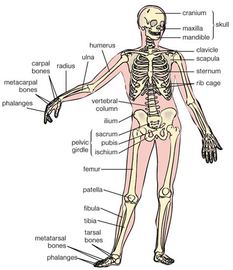 Bones are very important for human bodies. Human Bone Anatomy - Artstudios