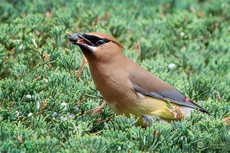 Pests don't like cedar, so there's no need to worry about termites or other insects eating through the playset structure. Pin on Animals