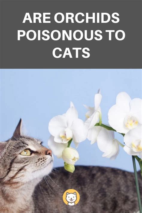 So in an effort to keep my furry friends safe, i went to several vets turns out, hundreds of plants can be poisonous to pets, and many of these are found in and around our homes. Are Orchids Poisonous To Cats: Something you may not know ...