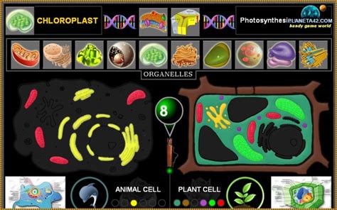 Play with exotic creatures and even accessorize your favorite pets with a variety of dress up challenges. Biology Cell Puzzle - Chrome Web Store