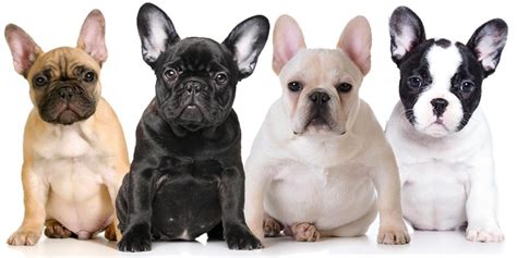 To go with companion role some breeders crossed them with pugs and terrier. How Much Is A French Bulldog? - What The Frenchie