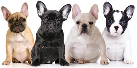 French bulldogs do not usually exceed more than 28 pounds. How Much Is A French Bulldog? - What The Frenchie