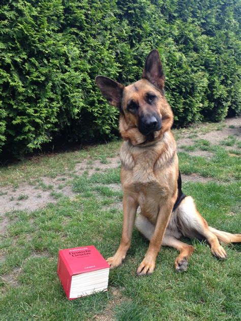 Daraufhin untersagte ihr die gemeinde die hundehaltung. Darf ein Kind einen Hund alleine ausführen? | miDoggy ...