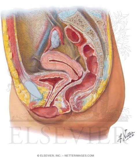 Abdomen pain in women, cavity contents body illustrated atlas. Pelvic Cavity: Reproductive Viscera In the Female