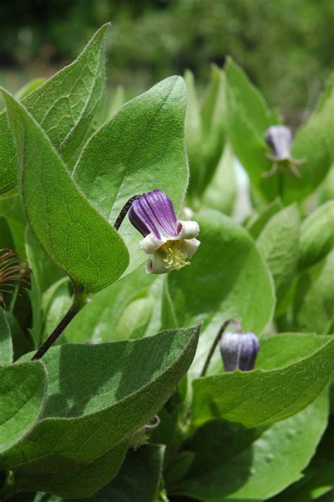 They like their roots to be kept cool so place other. Clematis fremontii Fremont's Leather Flower | Prairie Moon ...