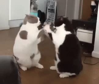 When cats play fight, there will be no injuries (unless accidental) and at they. Cats Fighting GIFs | Tenor