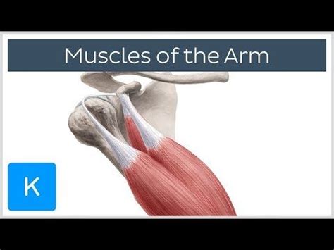 Submitted 4 years ago by rodrigogx10. Muscles of the arm - Origin, Insertion & Innervation ...