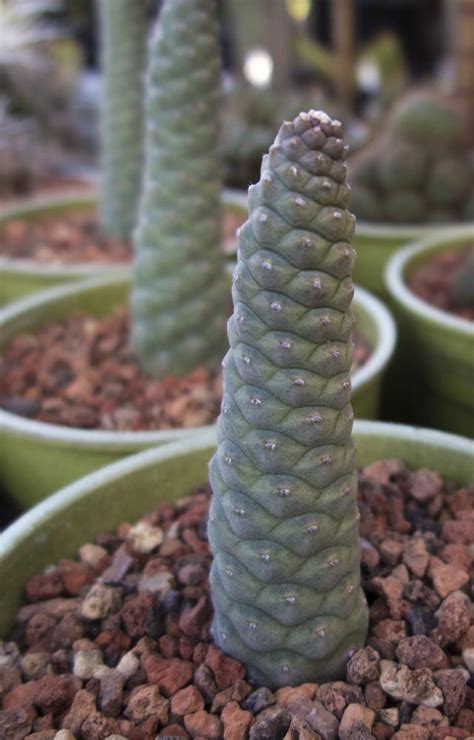 Therefore, how small the pot for a cactus controls the amount of moisture available. Tephrocactus turpinii - Cactus Jungle