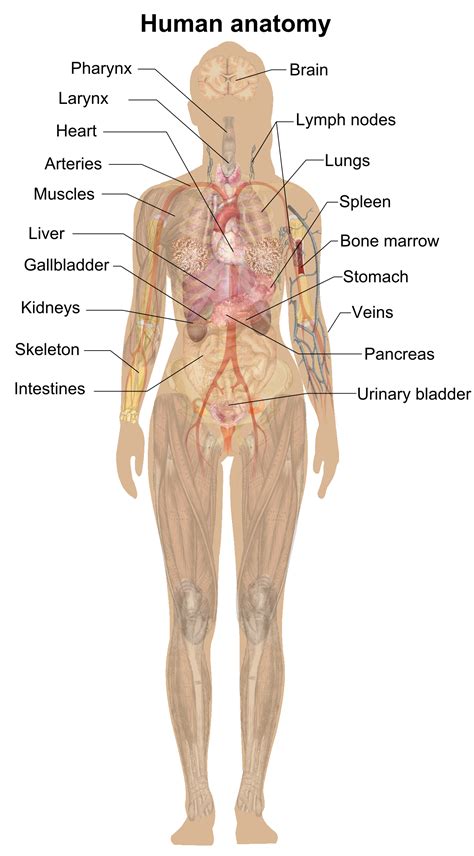 Brain trachea (windpipe) lungs heart liver stomach spleen pancreas gallbladder kidneys bladder small intestines large intestines appendix. File:Female shadow anatomy.png - Wikimedia Commons