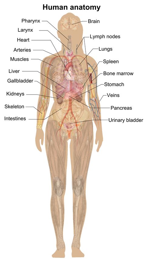 This diagram depicts women diagram human body. File:Female shadow anatomy.png - Wikimedia Commons